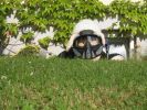 Gotcha Schaf in Stellung.JPG